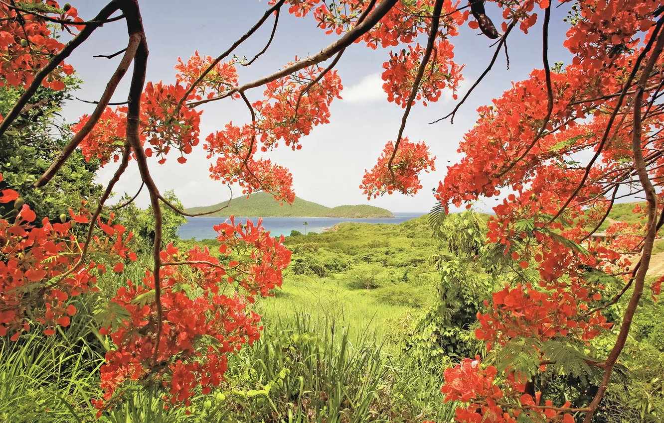 Photo wallpaper grass, leaves, trees, mountains, branches, nature, Bay