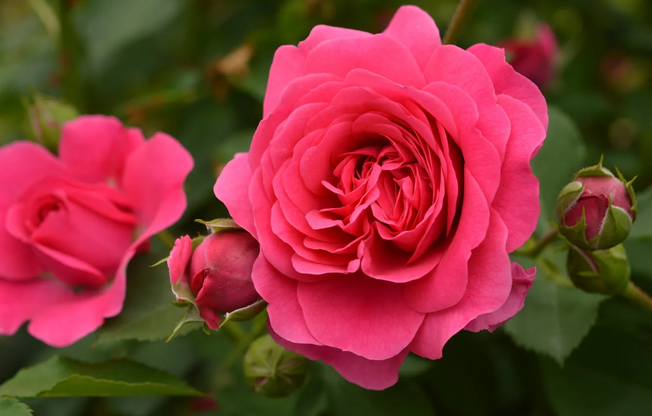 Photo wallpaper leaves, roses, petals, rose, buds, flowering