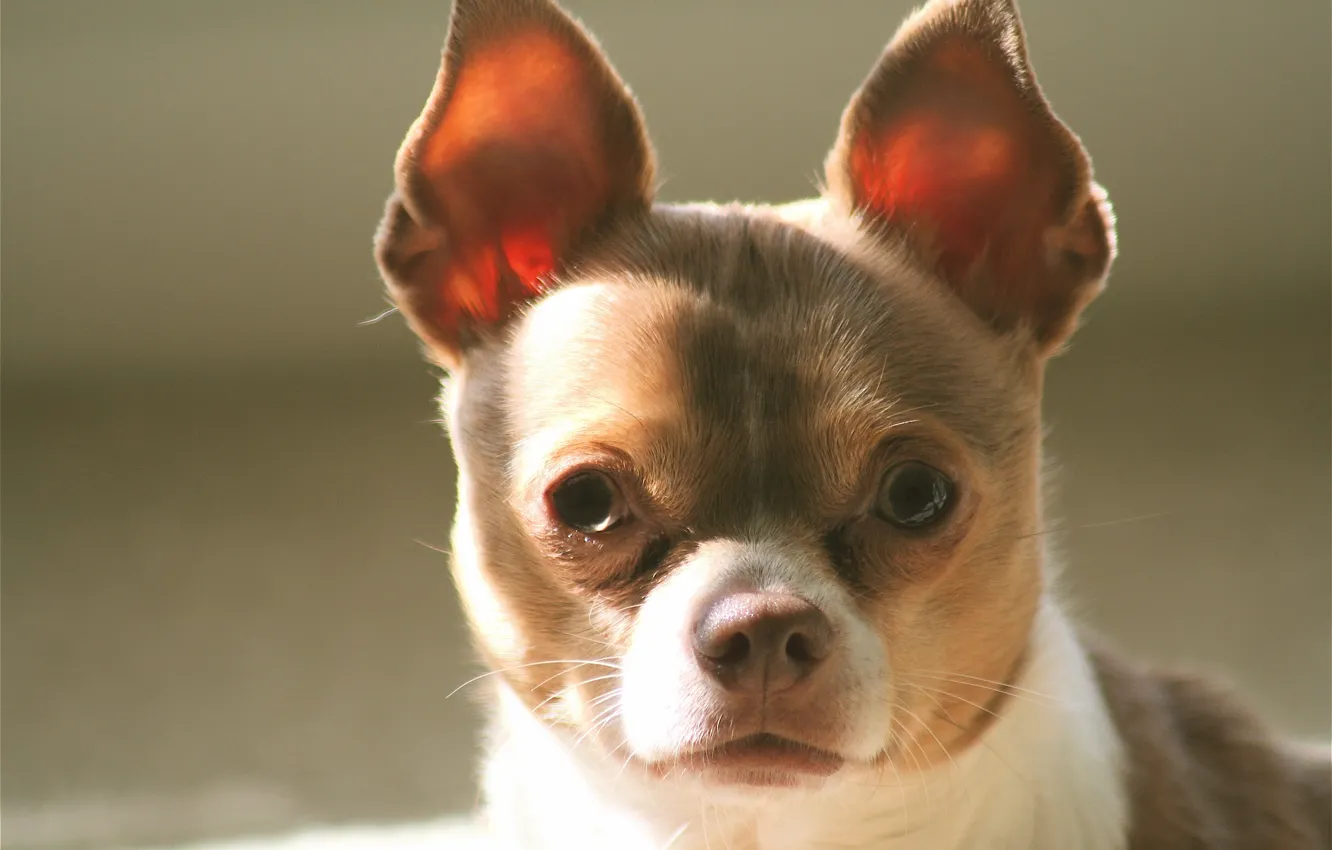 Photo wallpaper look, dog, ears, face, Chihuahua