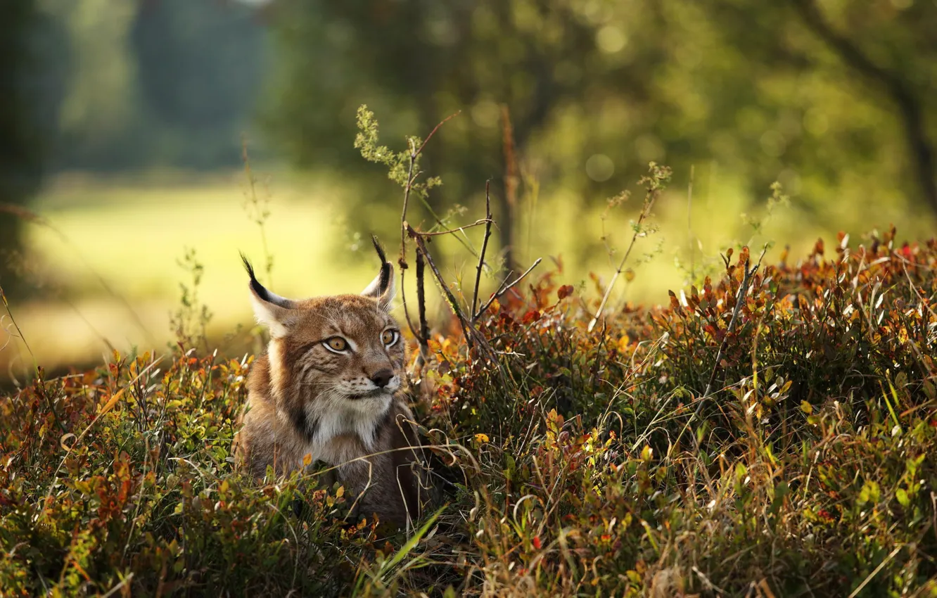 Photo wallpaper autumn, forest, nature, predator, lynx