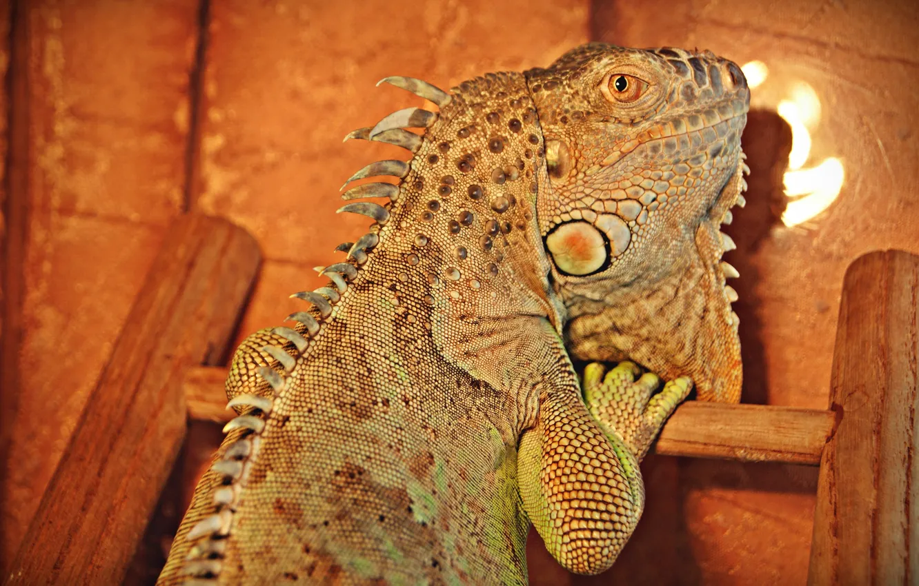 Photo wallpaper green, lizard, face, iguana, Iguana