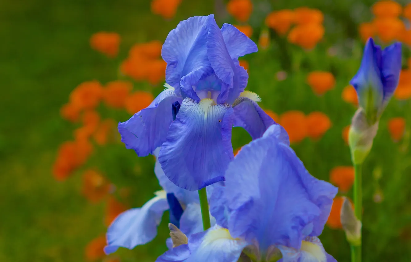 Photo wallpaper macro, petals, bokeh, iris