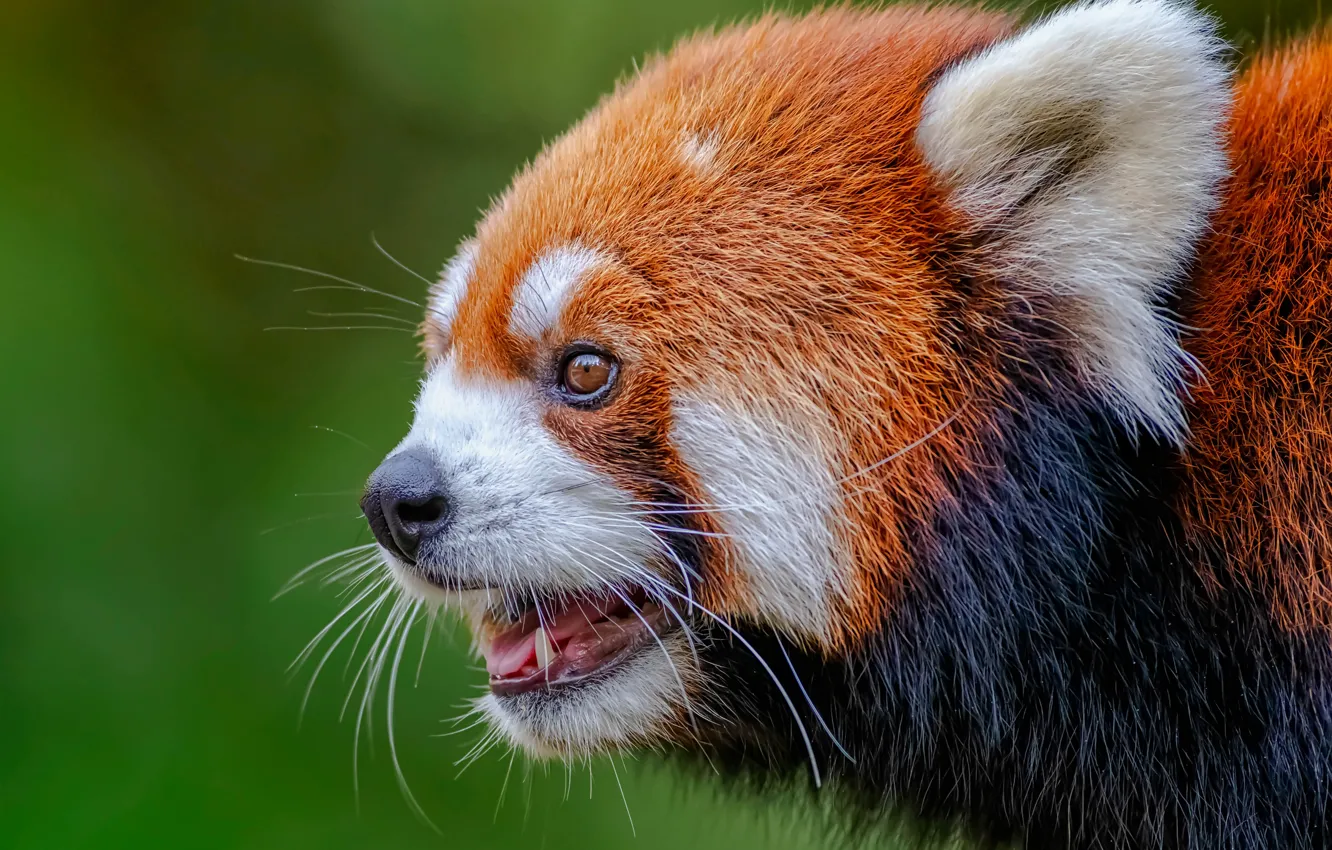 Photo wallpaper face, background, portrait, profile, red Panda, red Panda