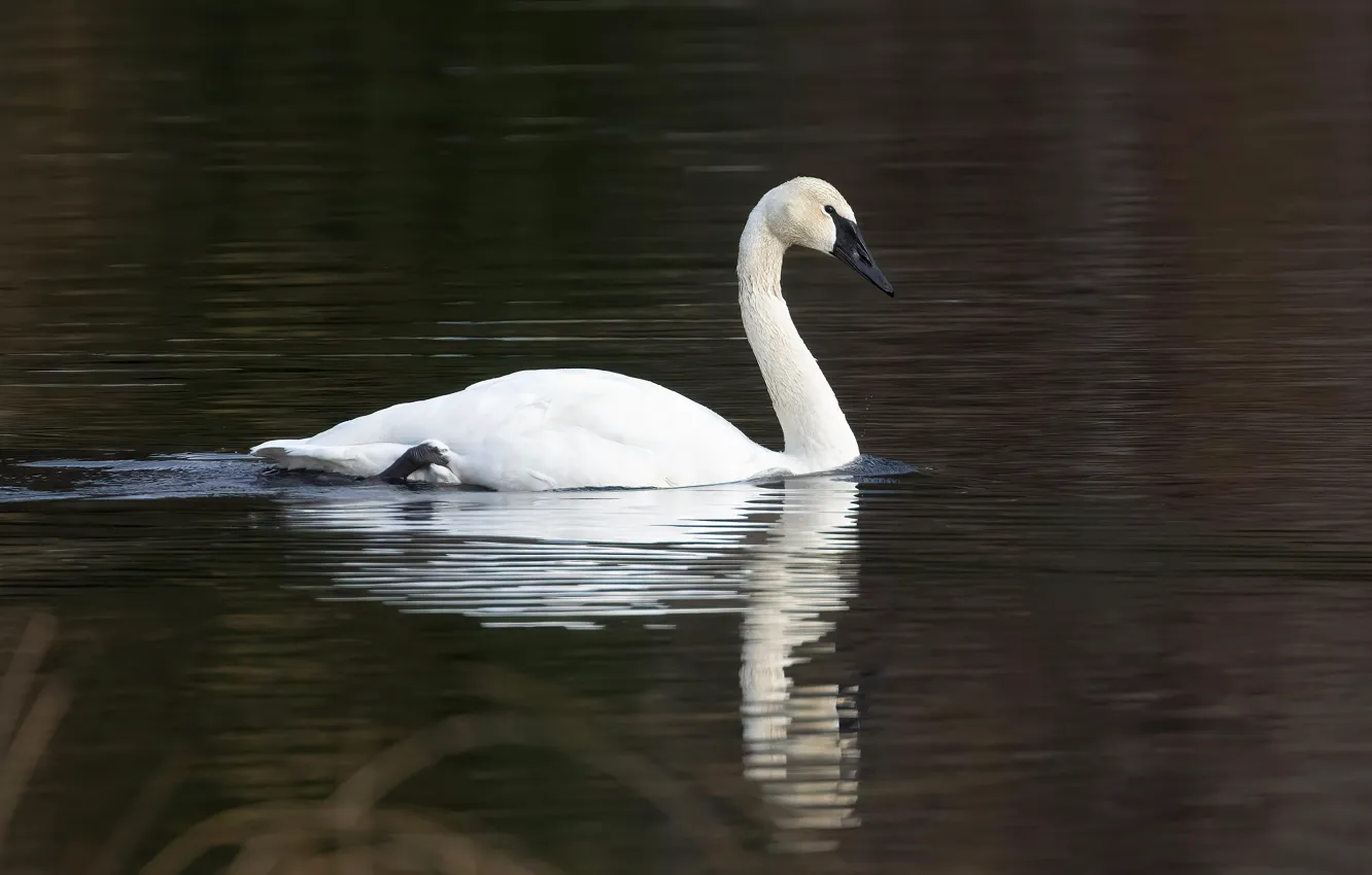 Photo wallpaper bird, swans, pond