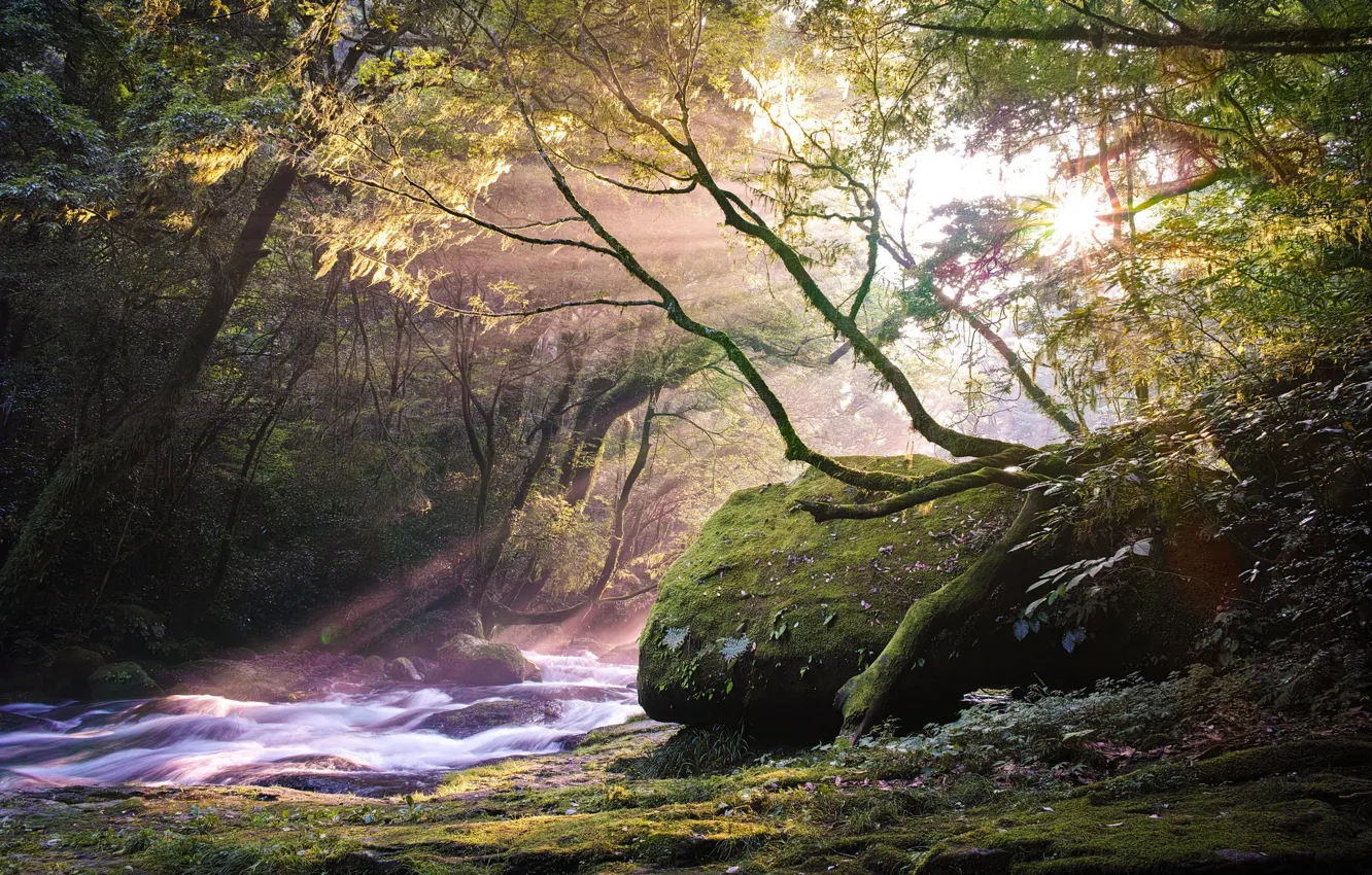 Photo wallpaper forest, rays, river, beauty, morning