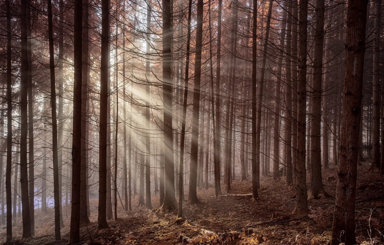 Photo wallpaper forest, rays, light, fog, morning, pine