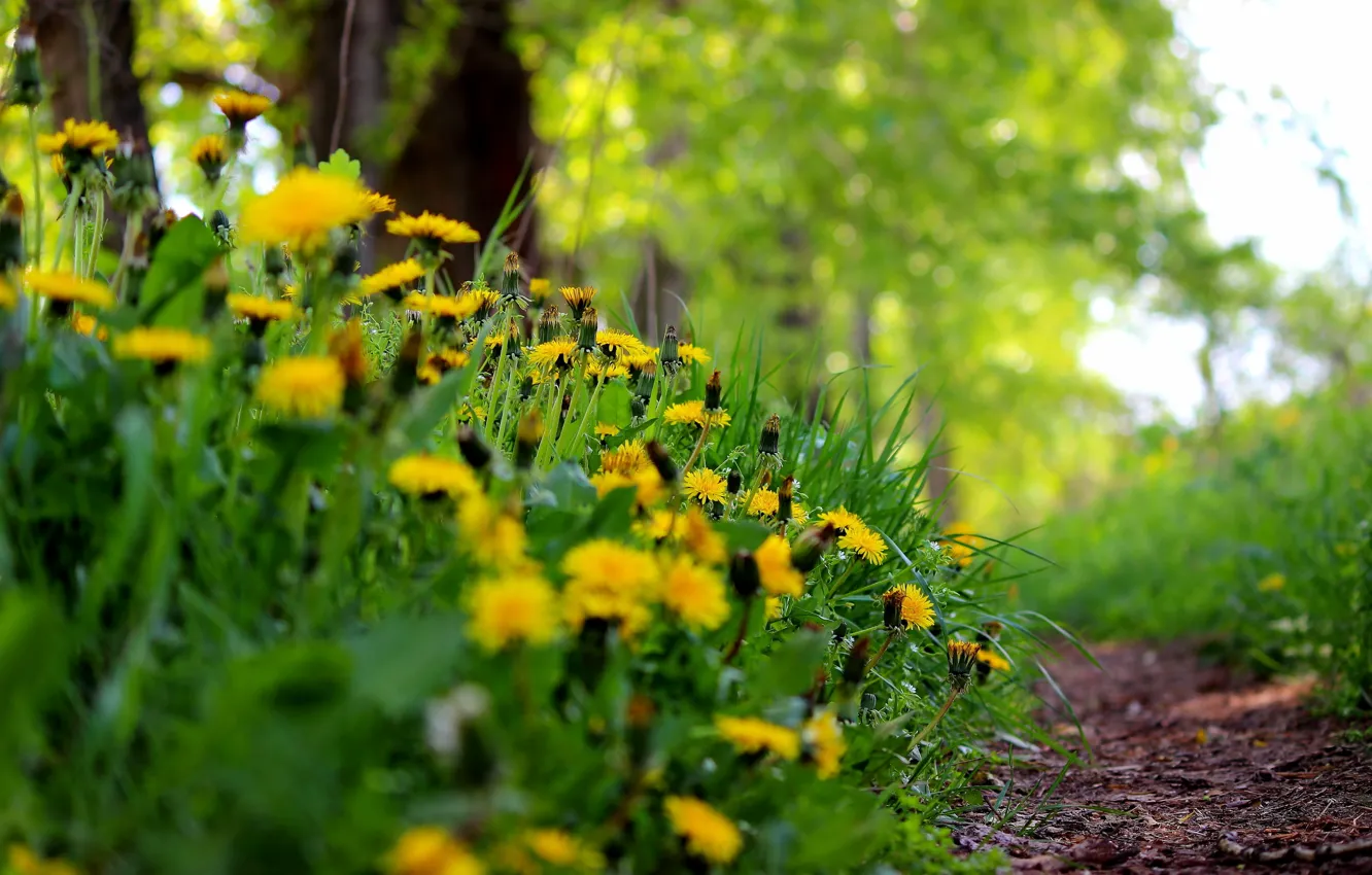 Photo wallpaper summer, grass, nature, dandelion