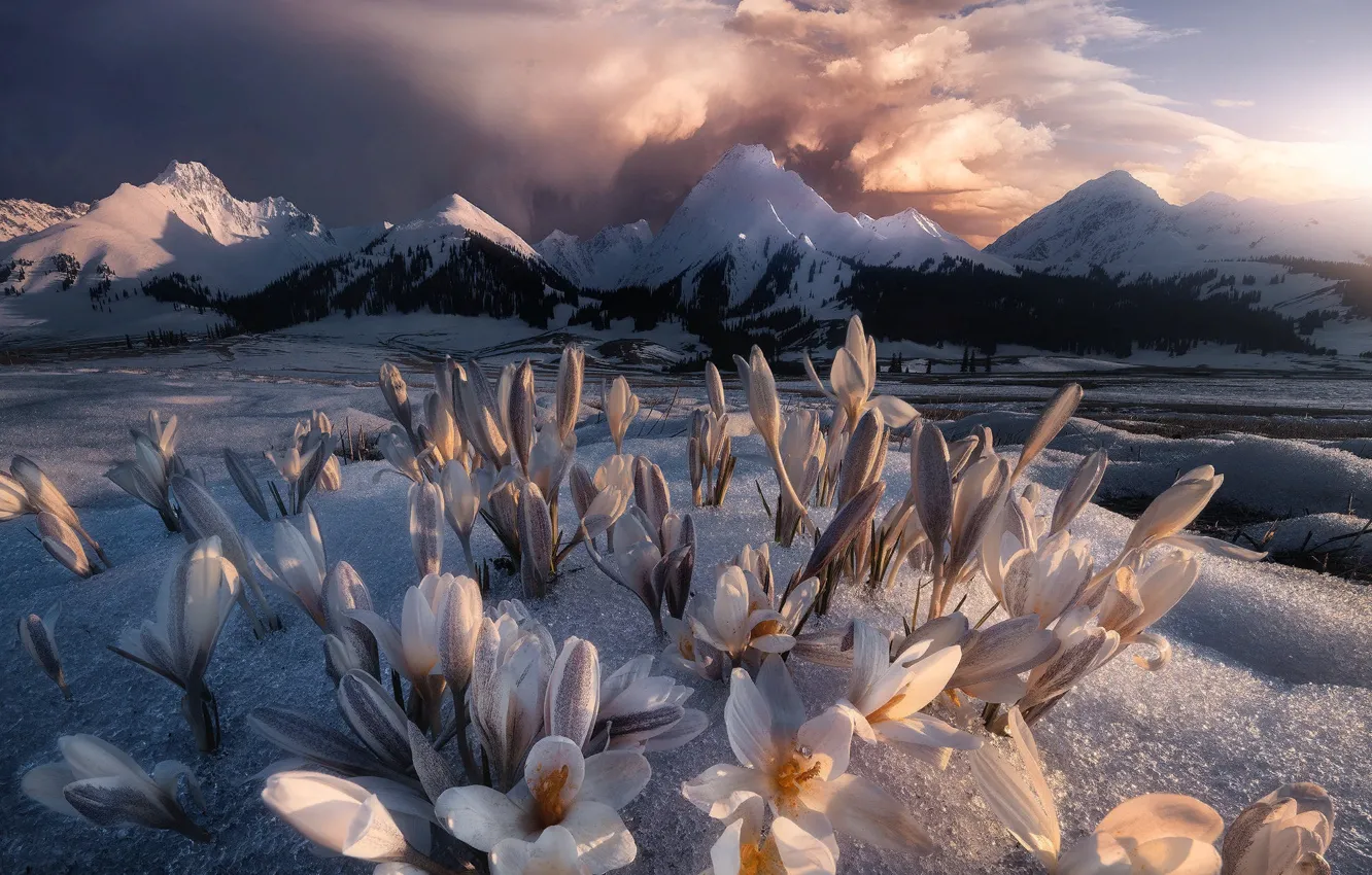 Photo wallpaper clouds, snow, landscape, sunset, flowers, mountains, nature, spring
