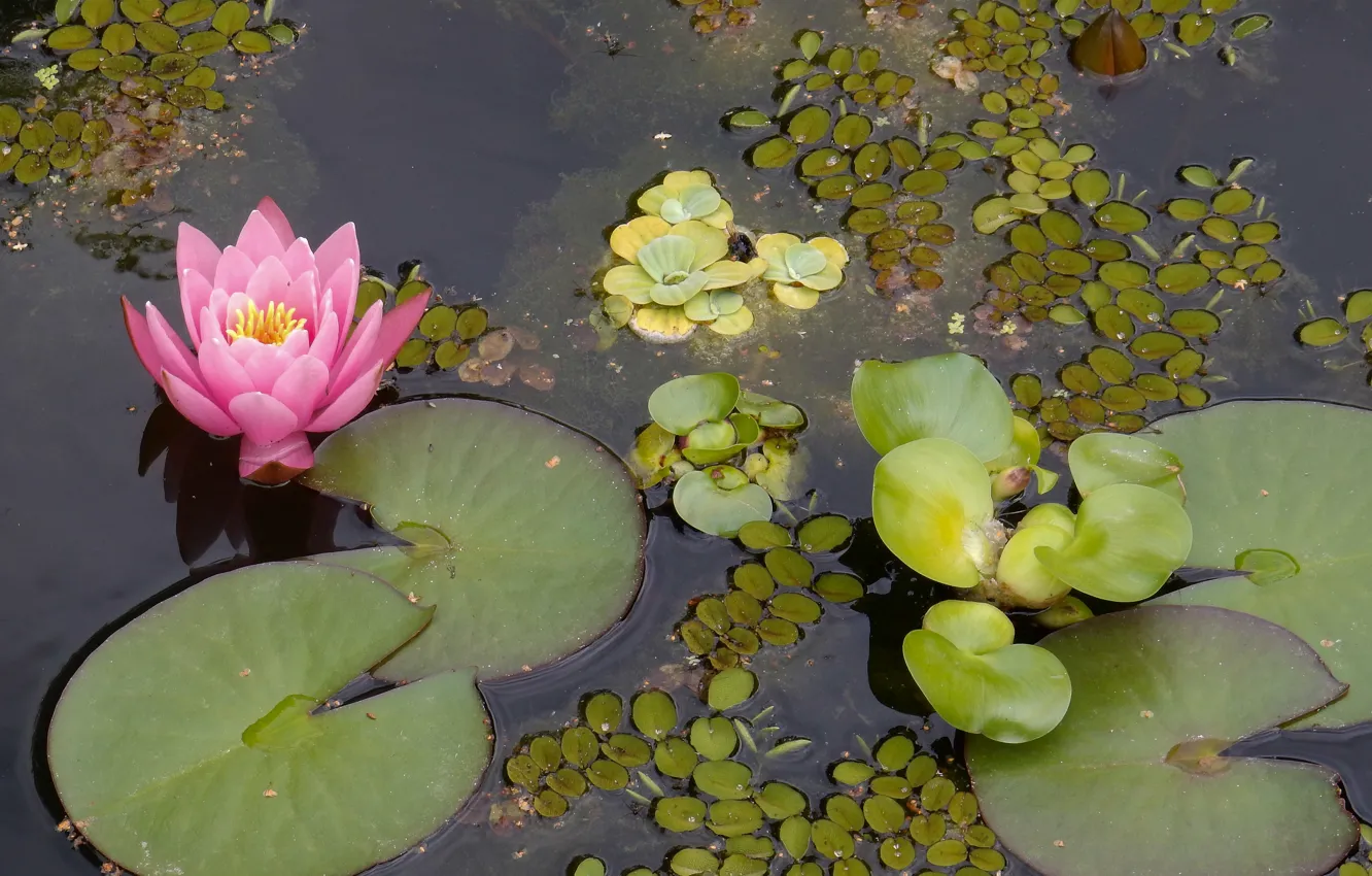 Photo wallpaper leaves, pond, reflection, widescreen, Wallpaper, Lily, wallpaper, widescreen