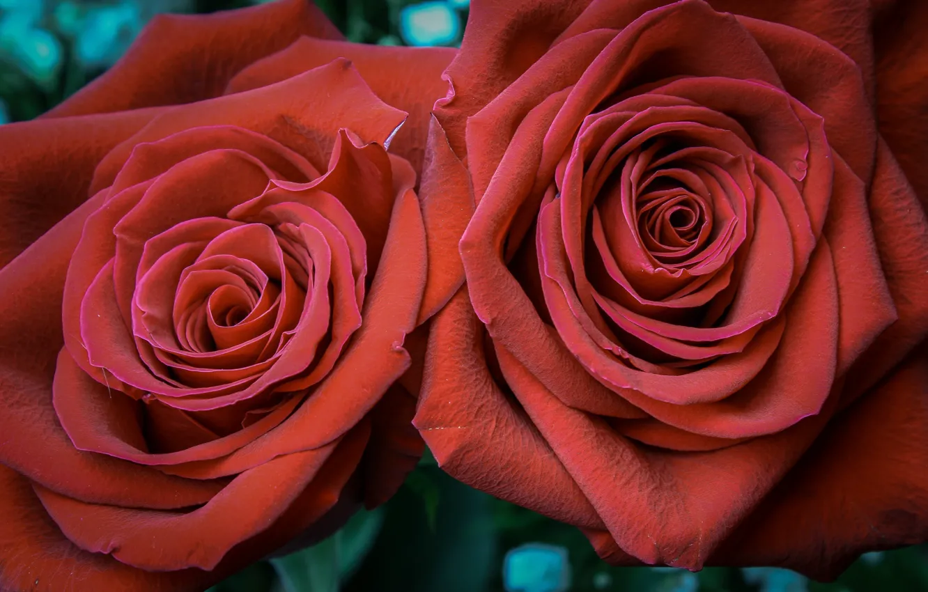 Photo wallpaper roses, pair, red