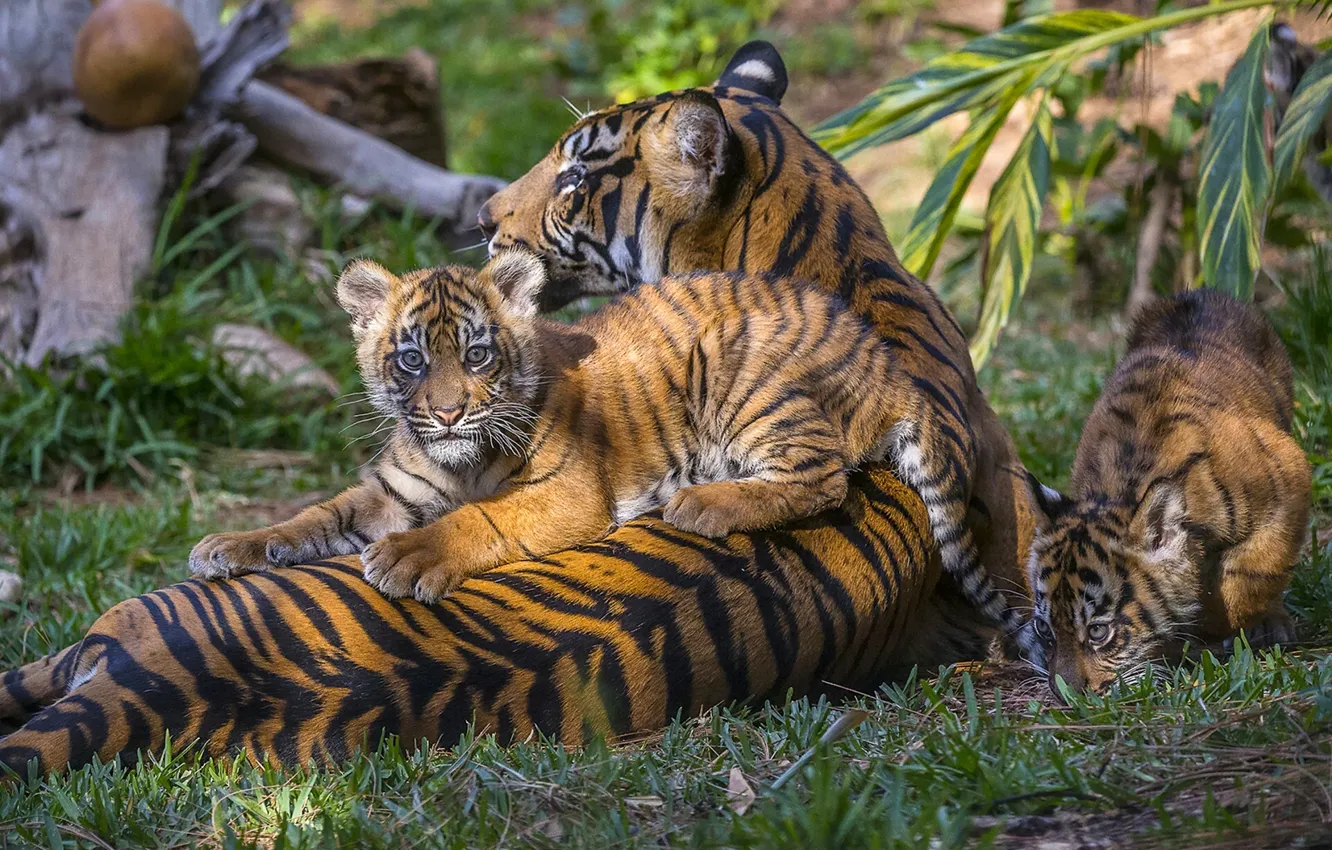 Photo wallpaper tigers, tigress, the cubs, motherhood, cubs