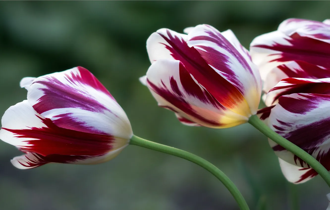 Photo wallpaper background, tulips, buds