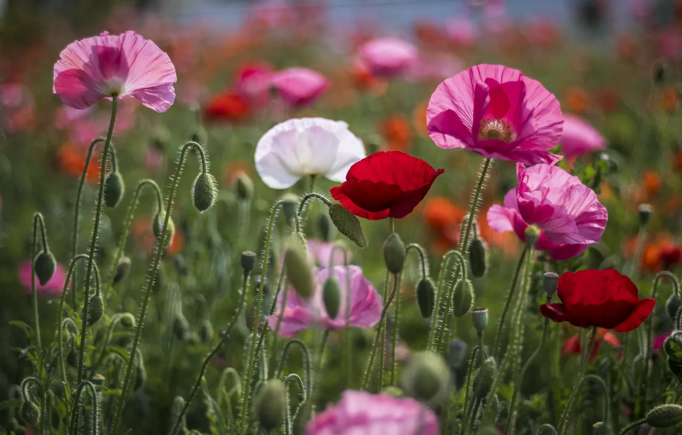 Photo wallpaper flowers, red, Maki, meadow, pink, white, different