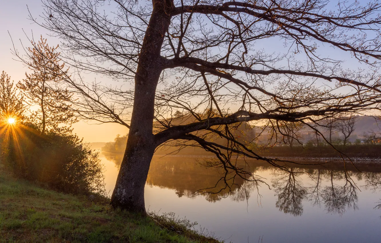 Photo wallpaper the sun, trees, branches, fog, lake, pond, reflection, shore