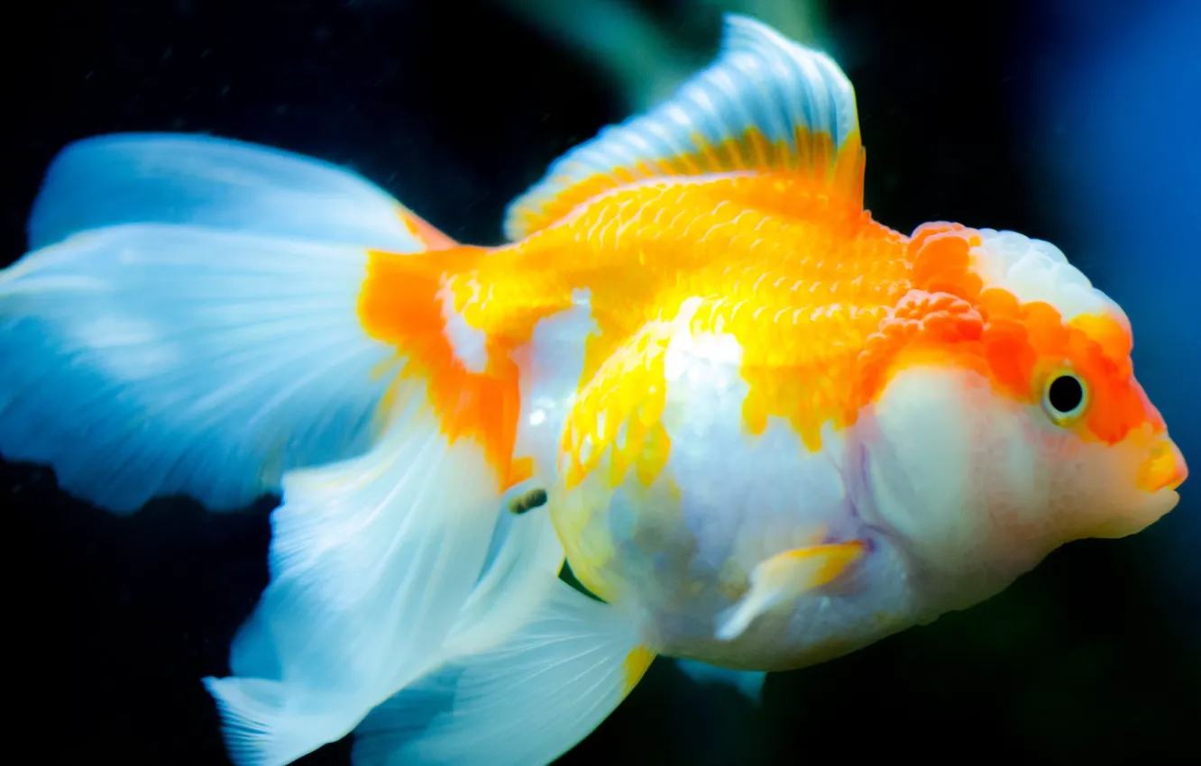 Photo wallpaper underwater, goldfish, swimming, aquarium, white and yellow betta fish
