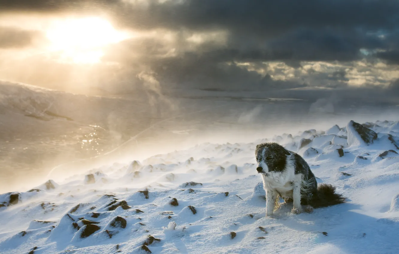 Photo wallpaper winter, snow, mountains, tops, dog, Blizzard, the border collie