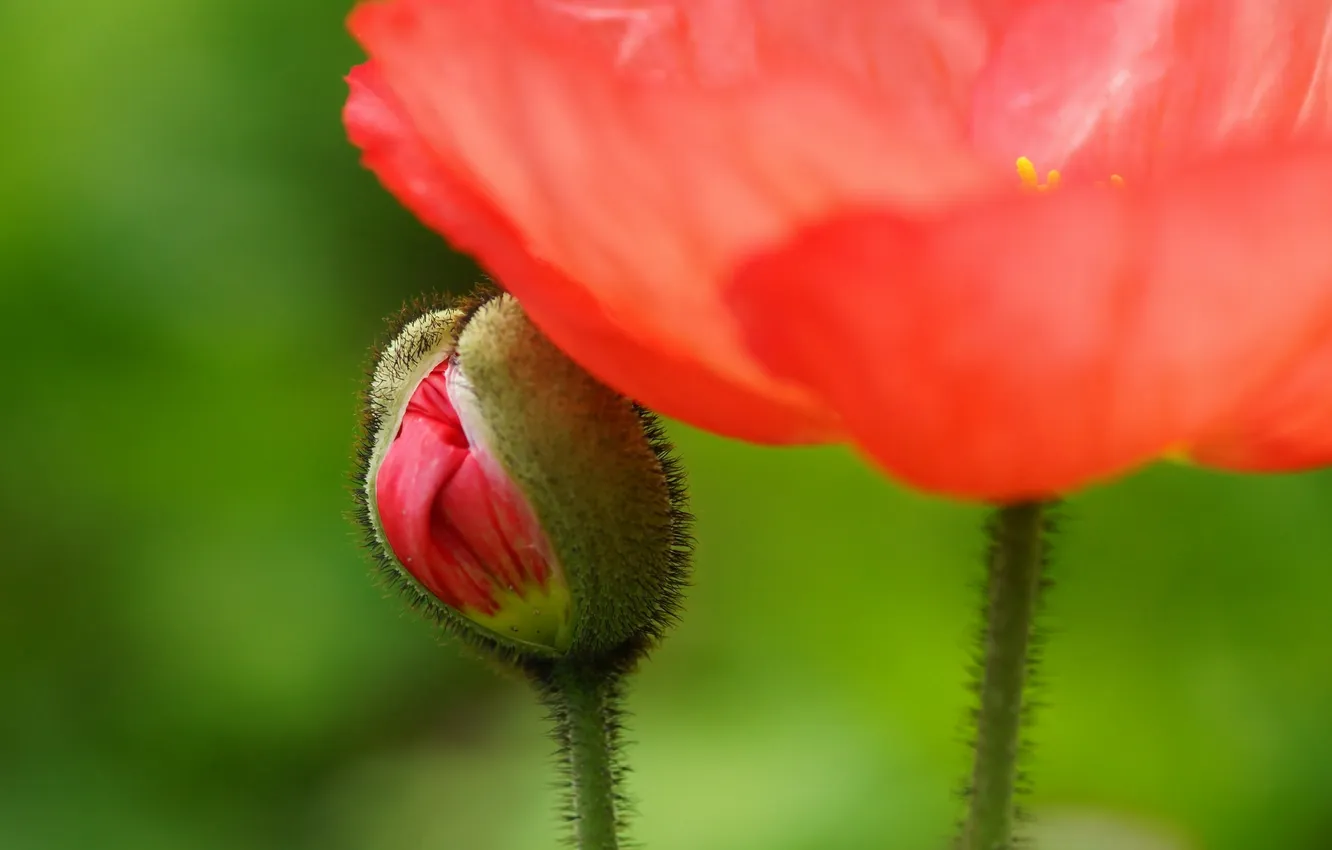 Photo wallpaper flower, red, stems, Mac, blur, Bud