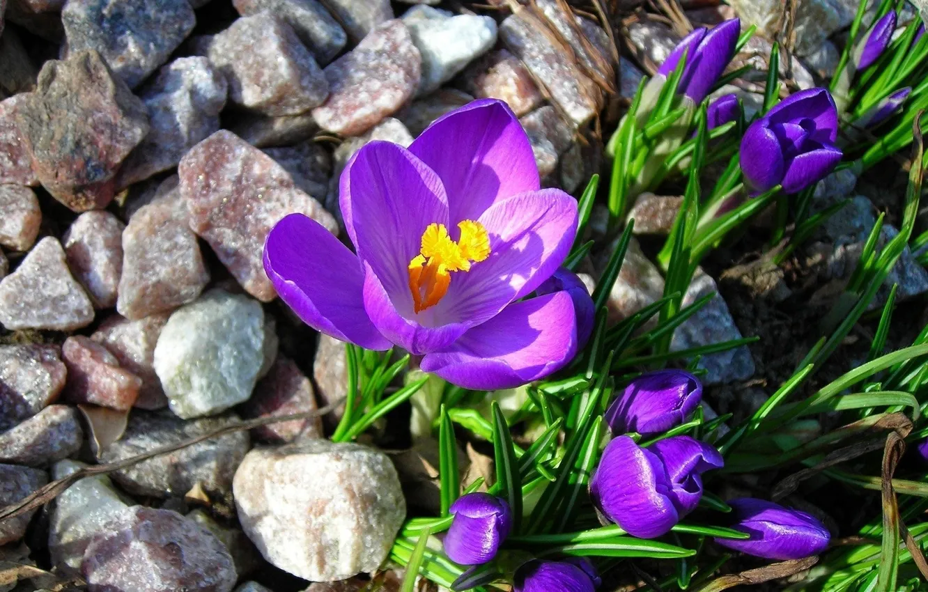 Photo wallpaper flowers, stones, crocuses, buds