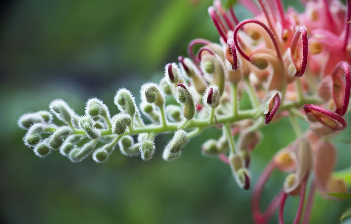 Photo wallpaper macro, nature, plant, macro