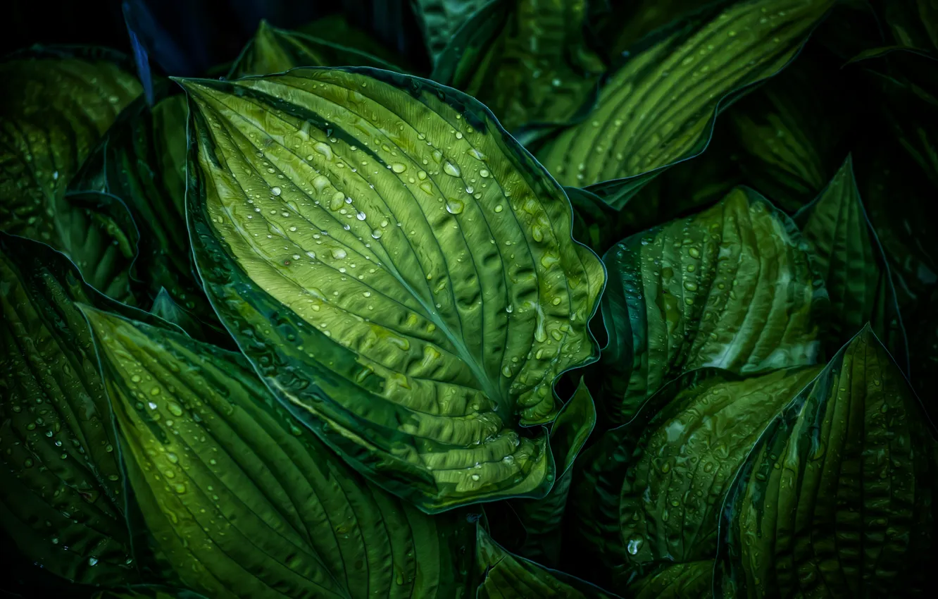 Photo wallpaper leaves, drops, macro