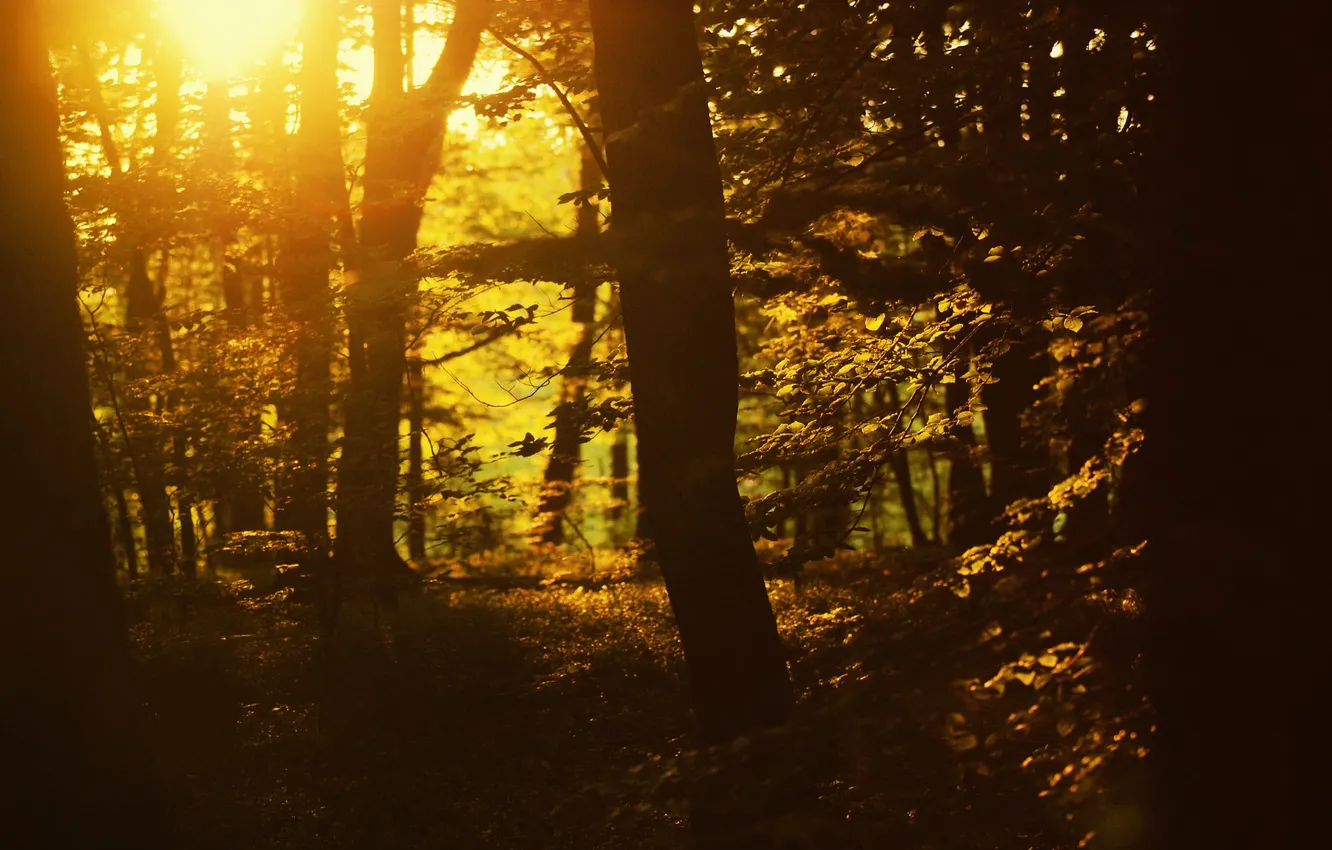 Photo wallpaper forest, the sun, rays, trees, sunset, branches, nature, branch