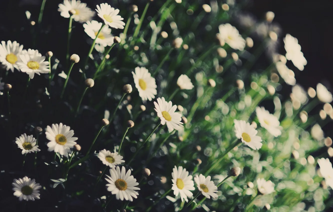 Photo wallpaper flowers, nature, chamomile