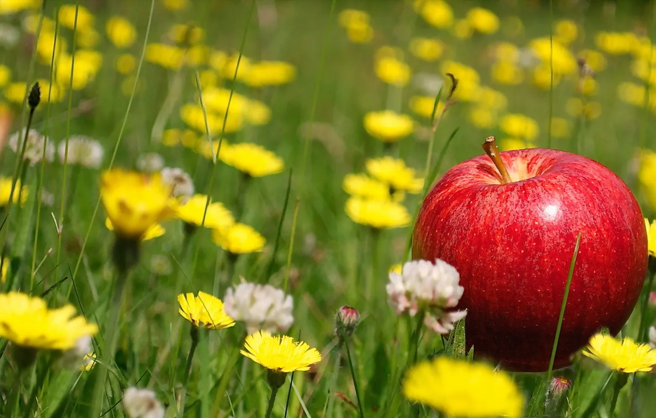 Photo wallpaper grass, macro, apples