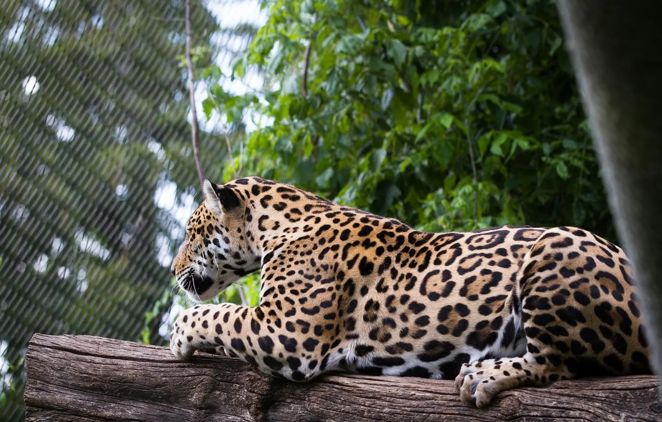 Photo wallpaper stay, predator, spot, lies, Jaguar, wild cat, zoo