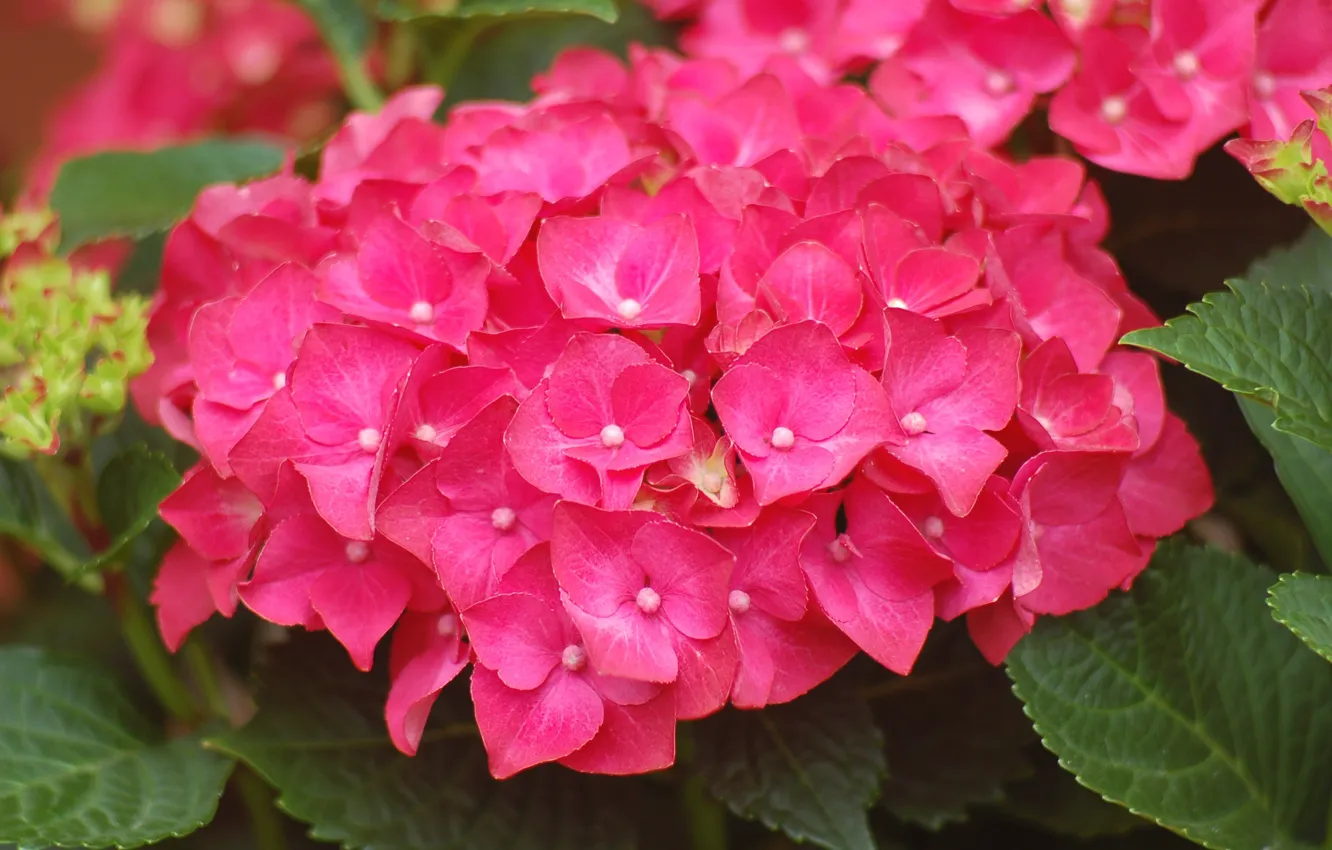 Photo wallpaper summer, pink, flowering, the bushes, hydrangea