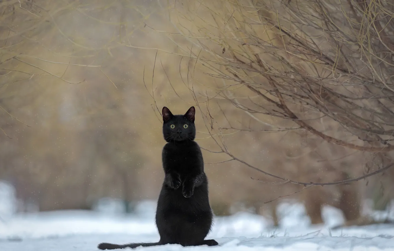 Photo wallpaper cat, snow, branches, black, stand, Irina Kovaleva