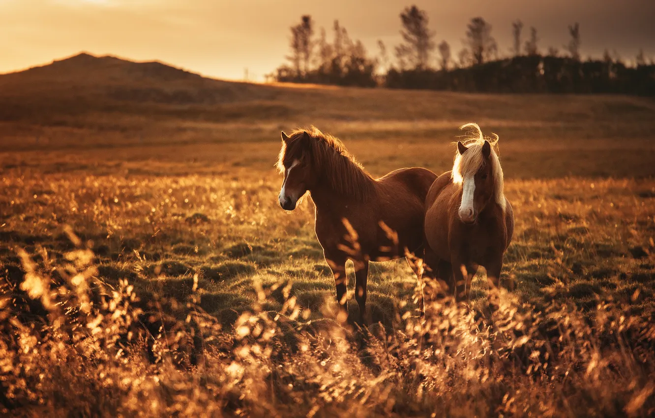 Photo wallpaper field, light, horse, horse