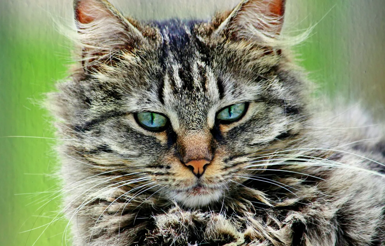 Photo wallpaper cat, cat, grey, portrait, fluffy, striped
