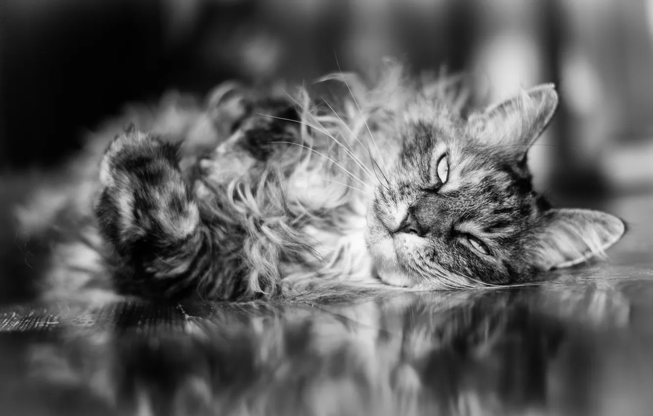 Photo wallpaper cat, look, wool, lies