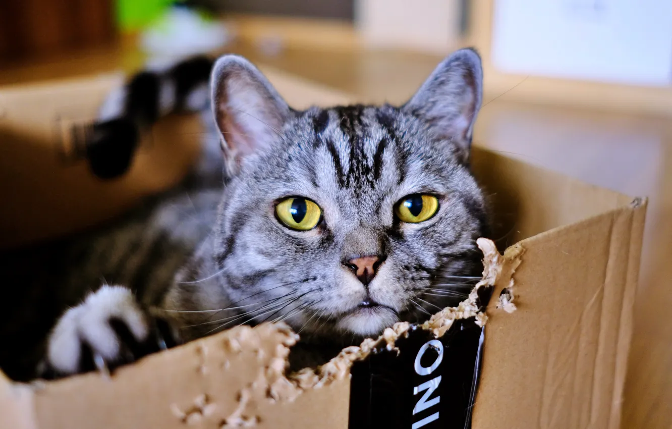 Photo wallpaper cat, cat, animal, Wallpaper, wallpaper, cat, on the desktop, cat in box