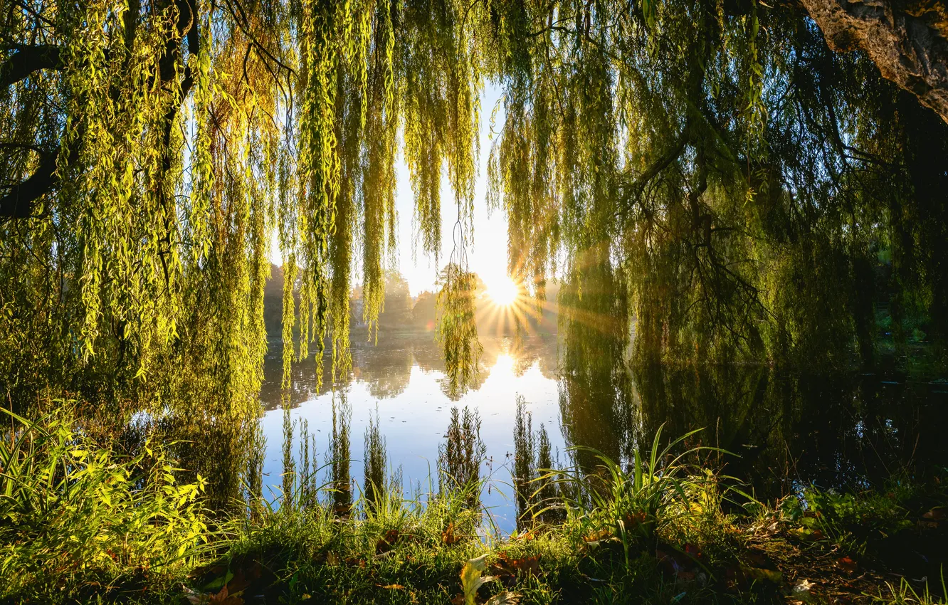 Photo wallpaper summer, the sun, trees, morning, river