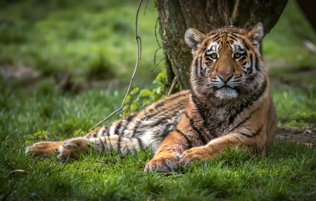 Photo wallpaper summer, grass, look, face, nature, tiger, pose, glade