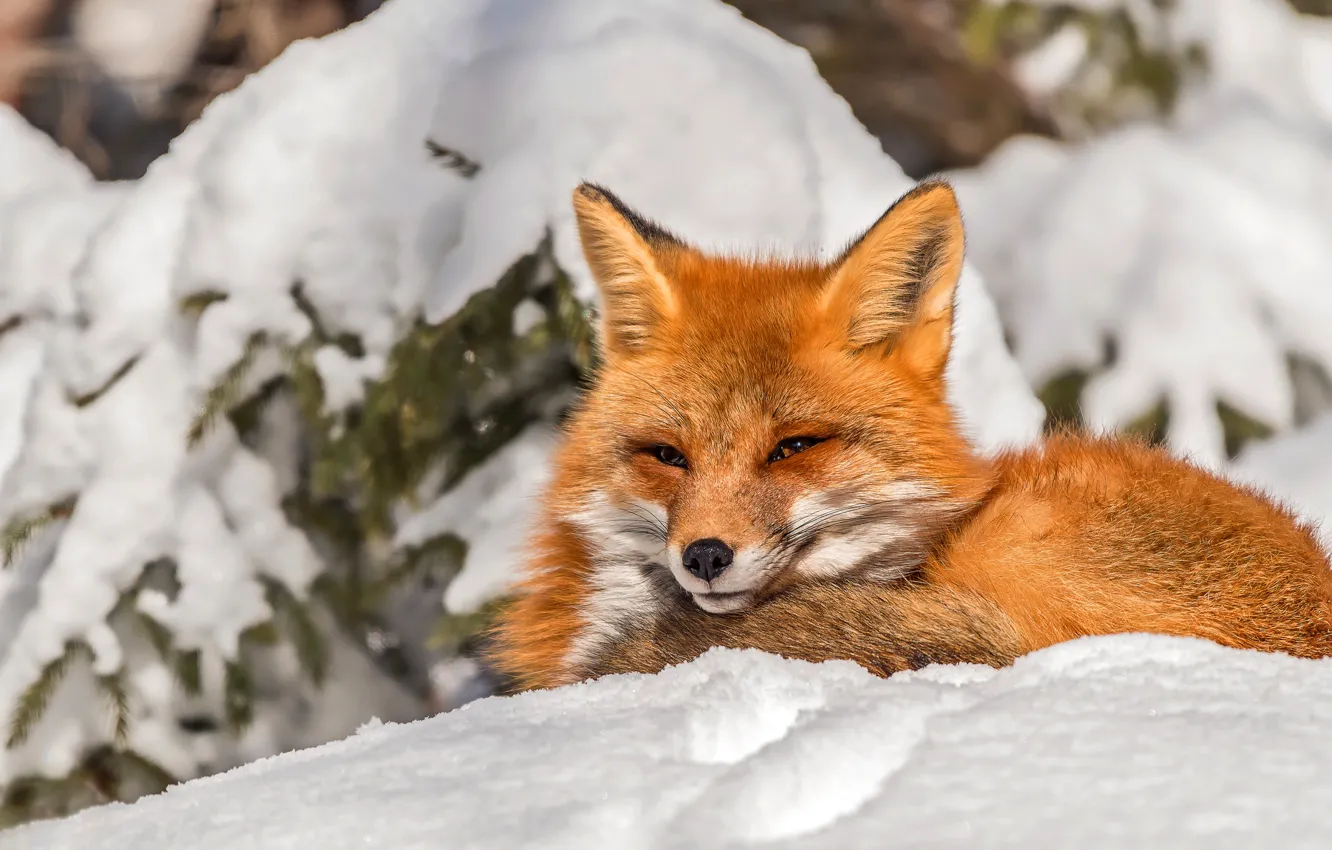 Photo wallpaper winter, look, face, light, snow, branches, portrait, Fox