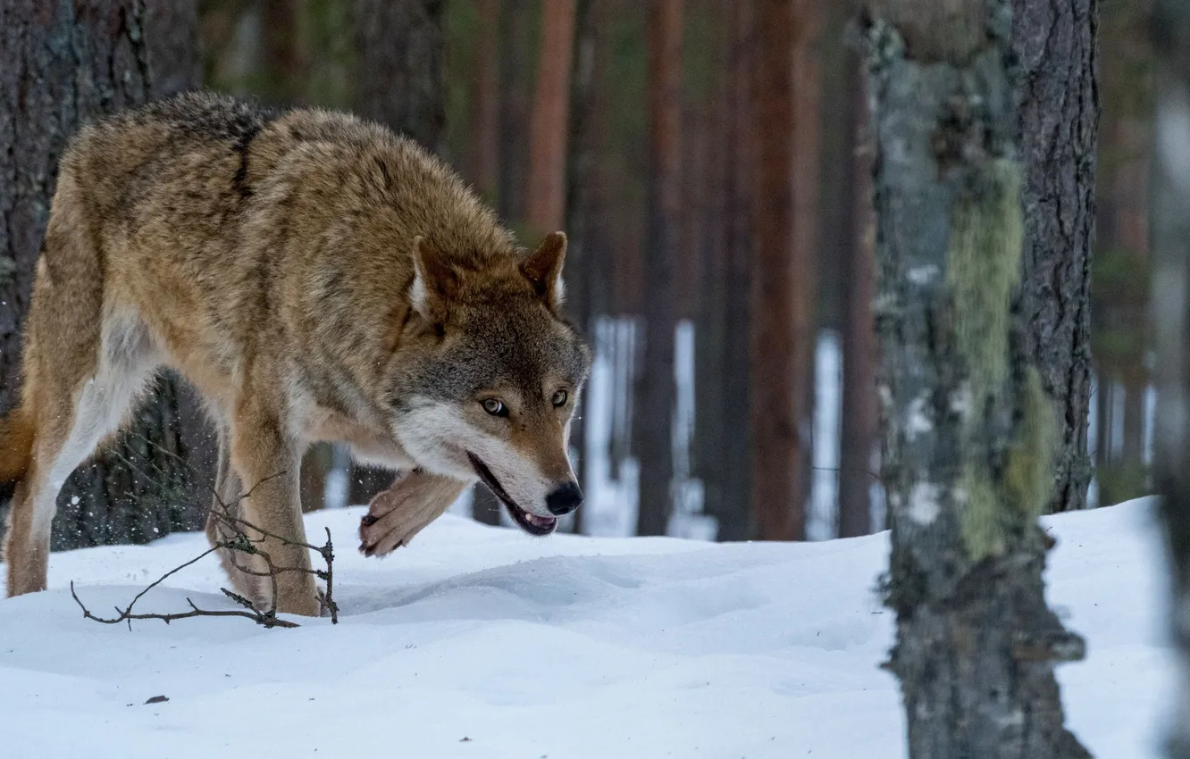 Photo wallpaper forest, wolf, Belarus, Nadezhda Demkina, Krasny Bor