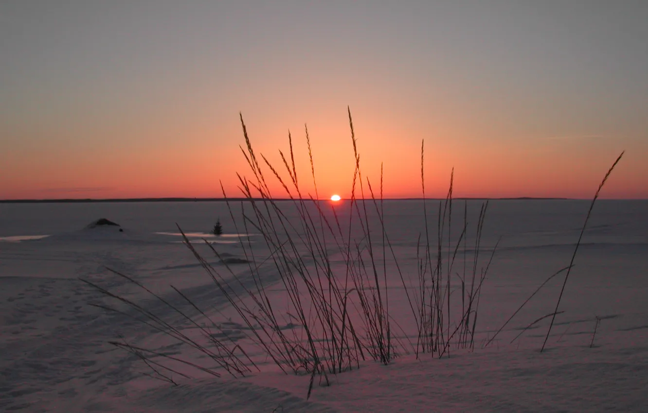 Photo wallpaper winter, field, the sky, snow, sunset, plant, horizon