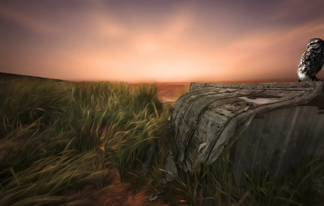 Photo wallpaper field, grass, sunset, rendering, owl, the evening, the barn, art