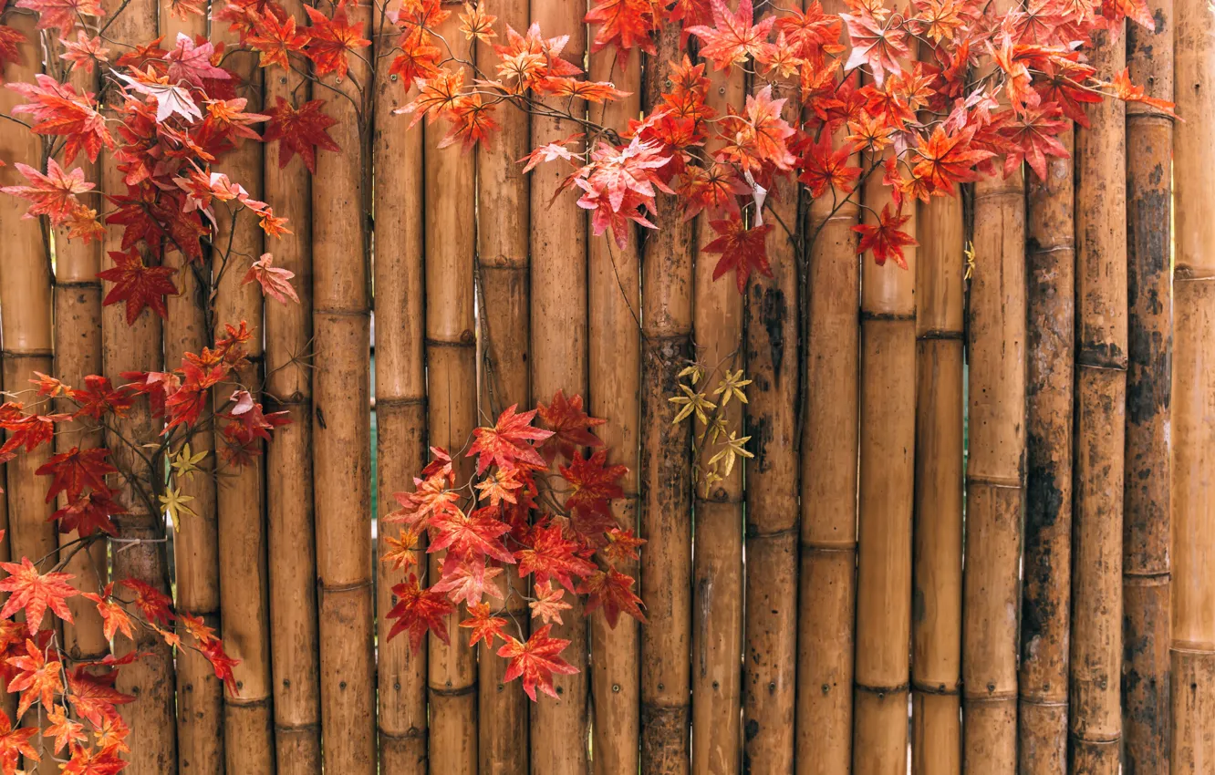 Photo wallpaper autumn, leaves, background, bamboo, colorful, maple, background, autumn