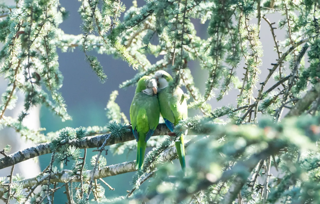 Photo wallpaper greens, birds, pair, parrots