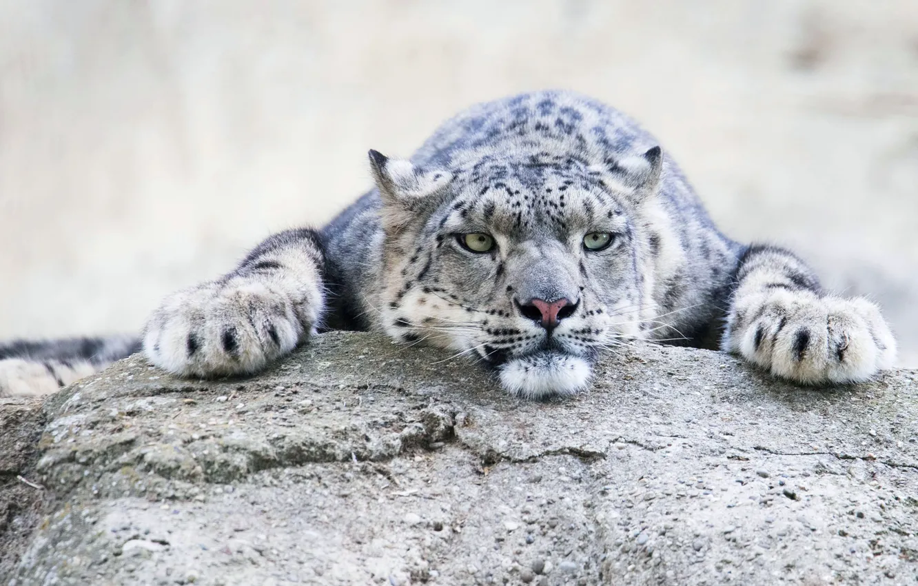 Photo wallpaper look, face, pose, portrait, lies, IRBIS, snow leopard, light background