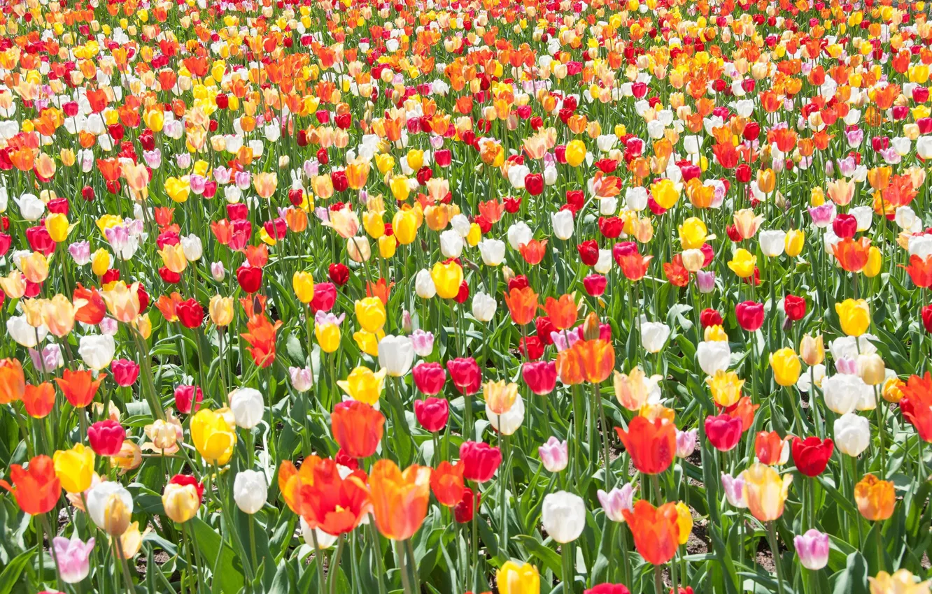 Photo wallpaper field, spring, meadow, tulips