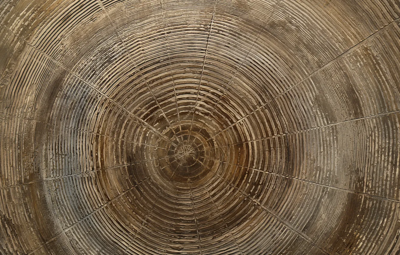 Photo wallpaper wood, circles, tree rings