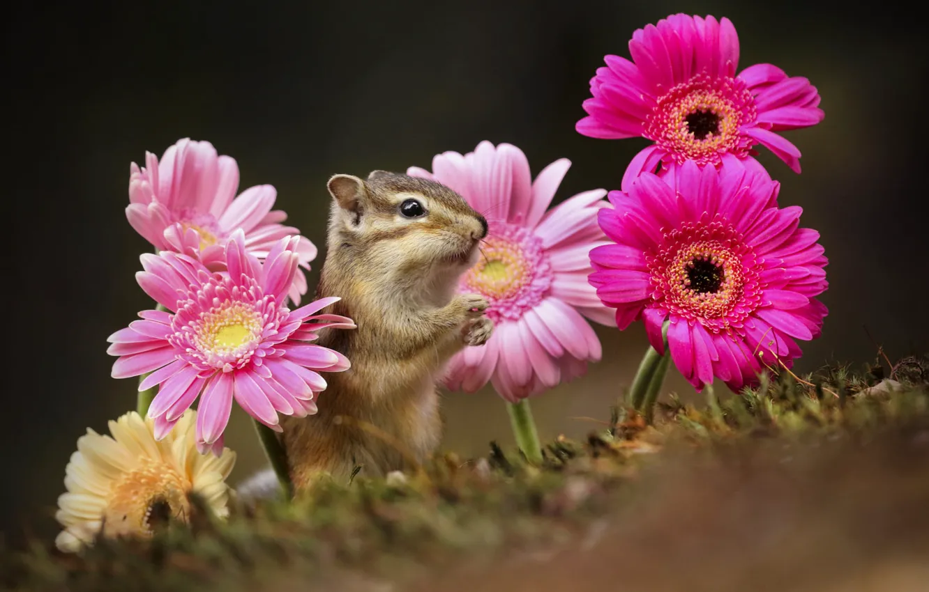 Photo wallpaper flowers, nature, Chipmunk, gerbera, animal, rodent