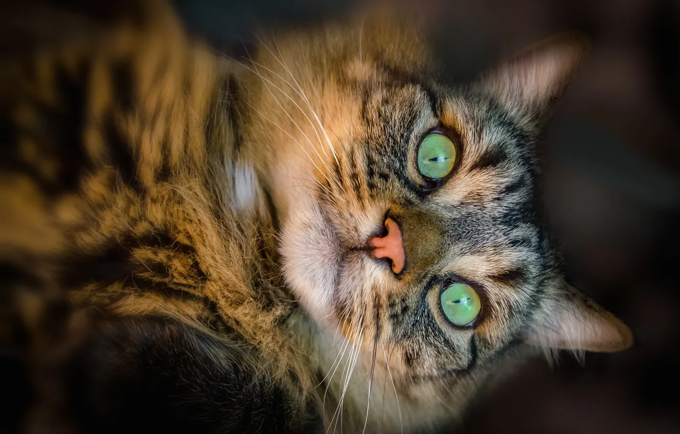 Photo wallpaper cat, look, pet