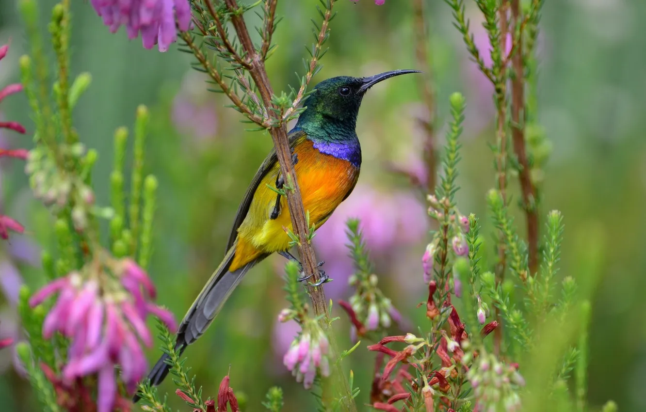 Photo wallpaper flowers, bird, colorful, the Sunbird