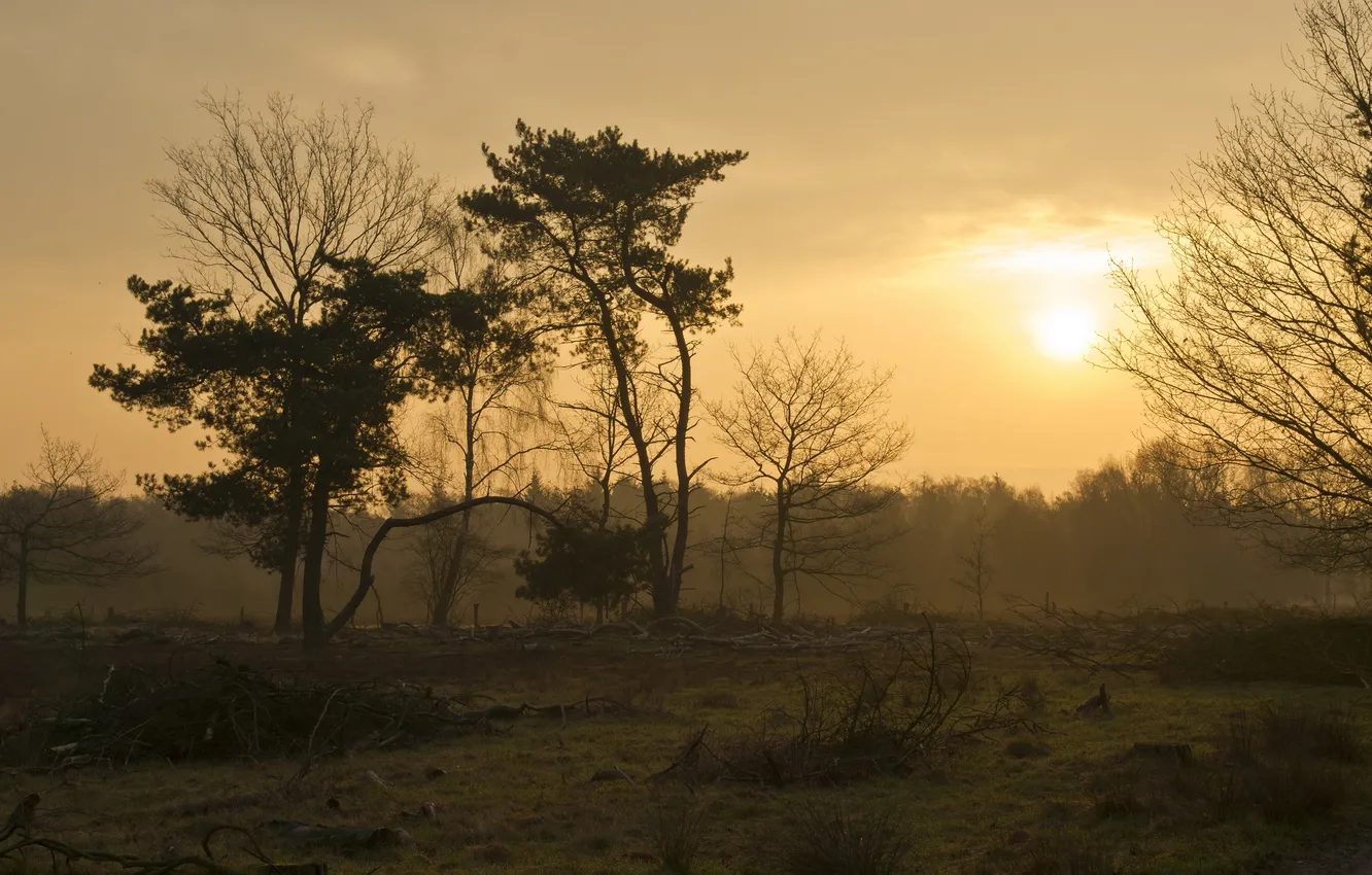 Photo wallpaper trees, landscape, sunset