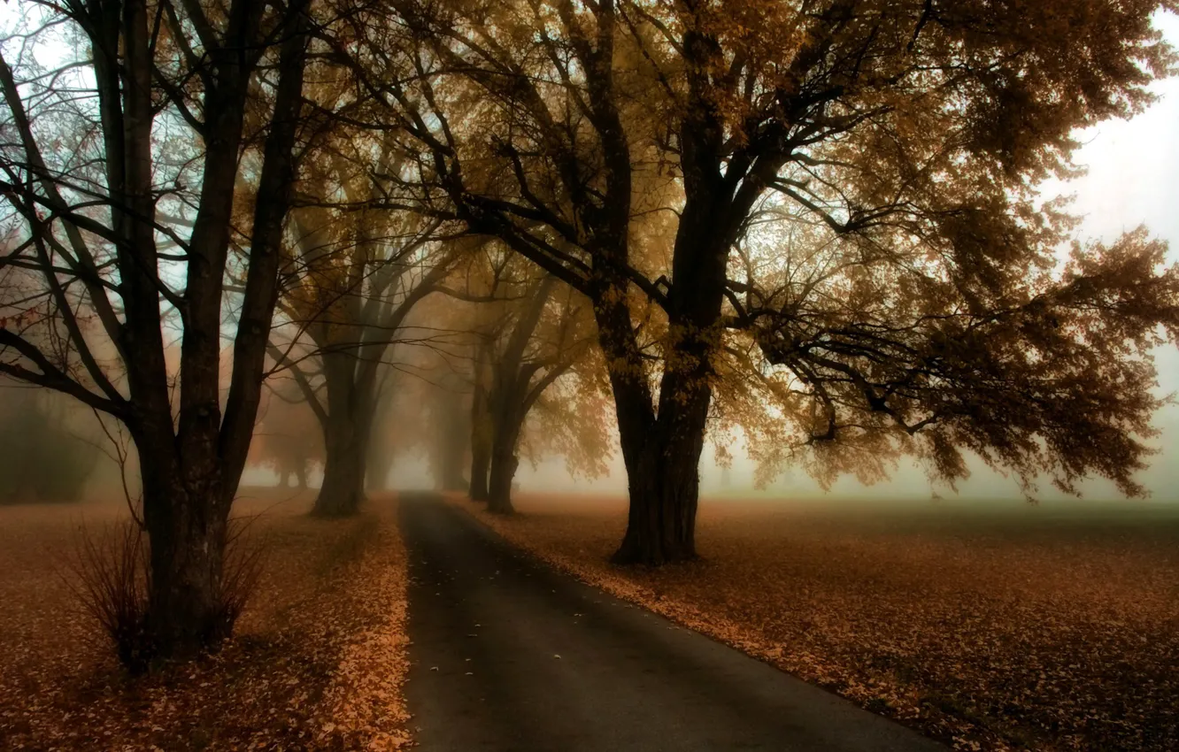 Photo wallpaper road, autumn, trees, fog